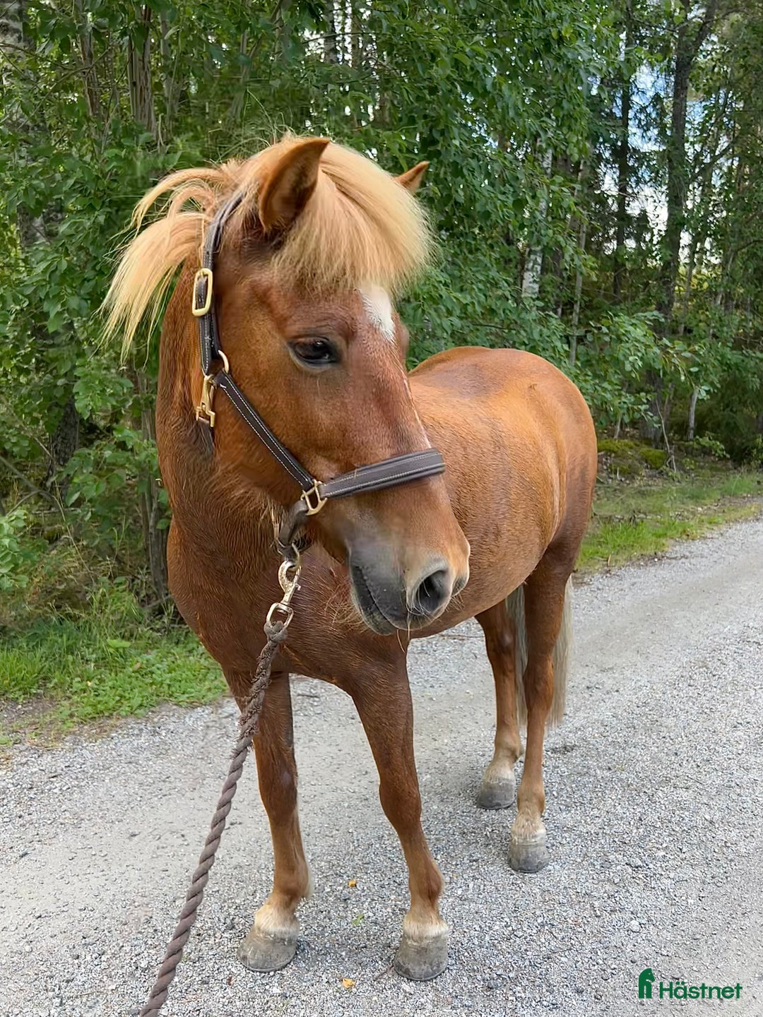 Island hästar till salu: Fantastiskt sto i Häggeby - Annons 1