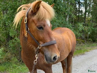 hästar Fantastiskt sto i Häggeby - Annons 15