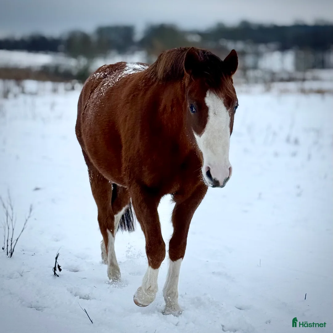 Allround hästar till salu: Vackert sto i Tidaholm - Annons 1