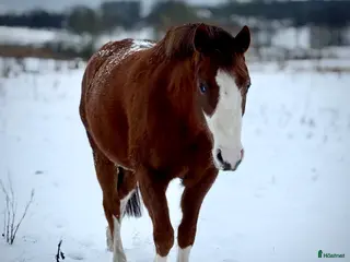 hästar Vackert sto i Tidaholm - Annons 18