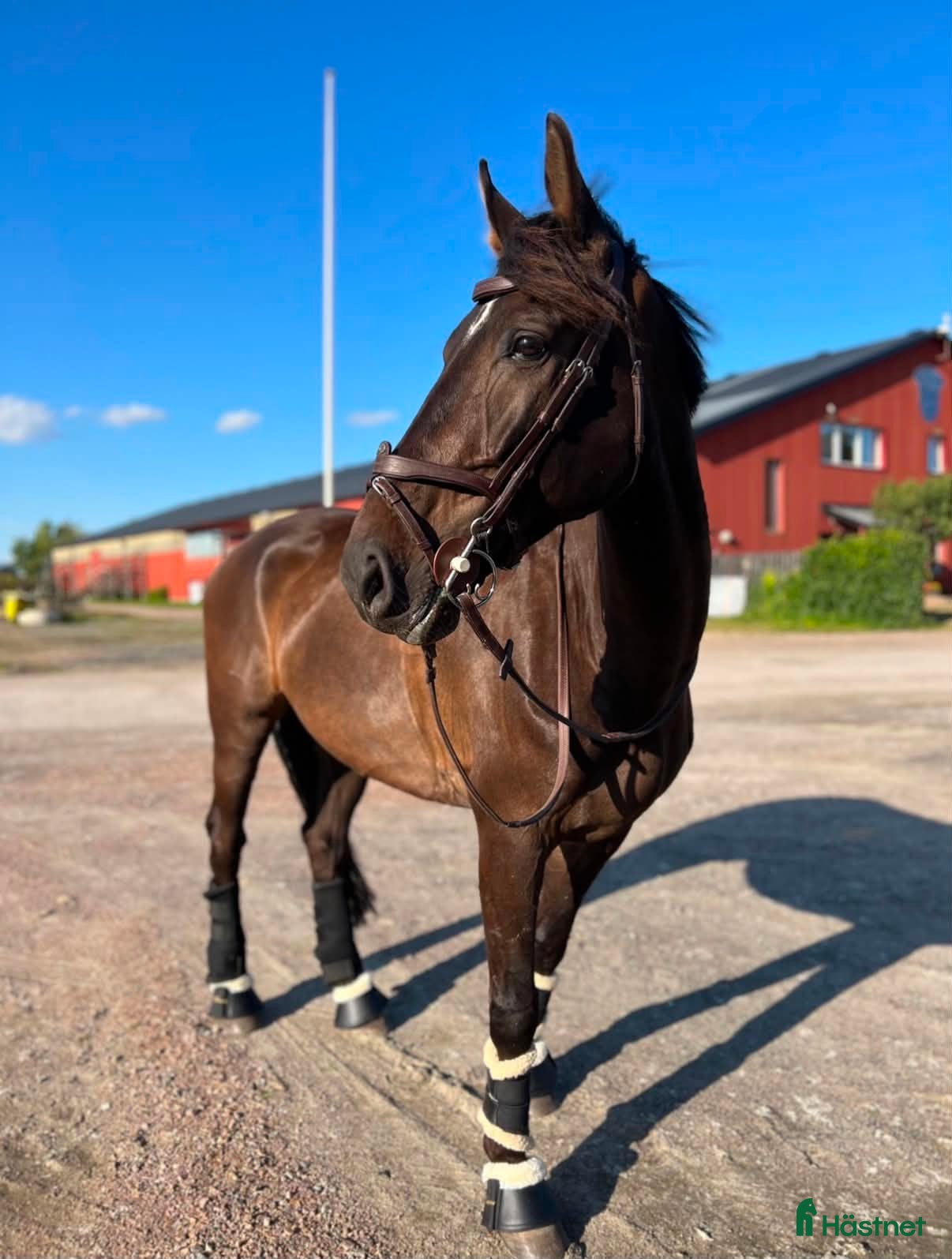  hästar Fantastisk allroundvalack  - Annons 2