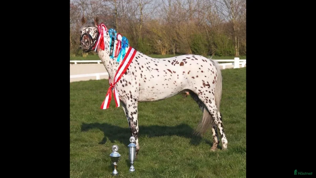 Allround hästar till salu: Sportponny ink inridning i Hörby - Annons 2