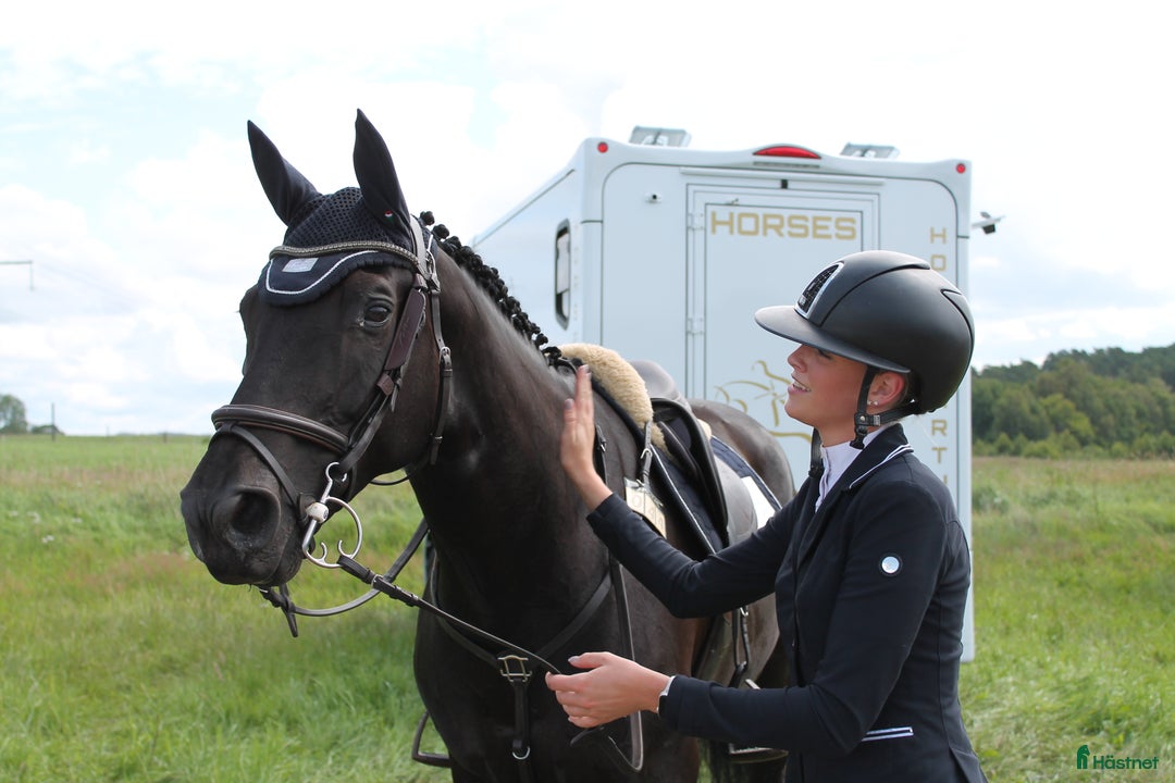  hästservice finnes: Inridning, Tillridning & Försjäljning i Eldsberga - Annons 4