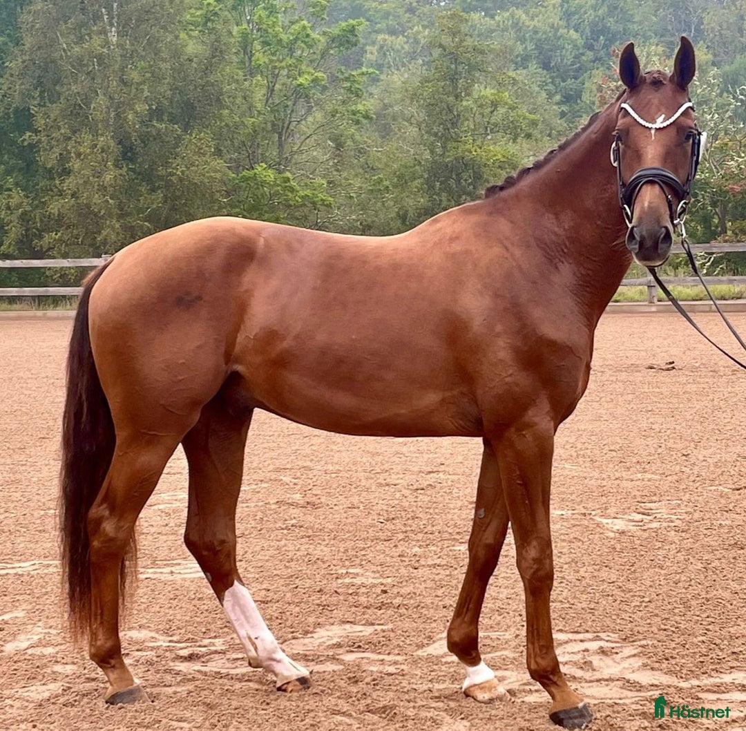 Dressyr hästar till salu: Diplom, 50 poäng på unghästtest. i Alnö - Annons 3