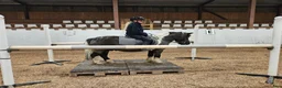 Körning hästar till salu: *reserverad* Snällaste ponnyn - Annons 1