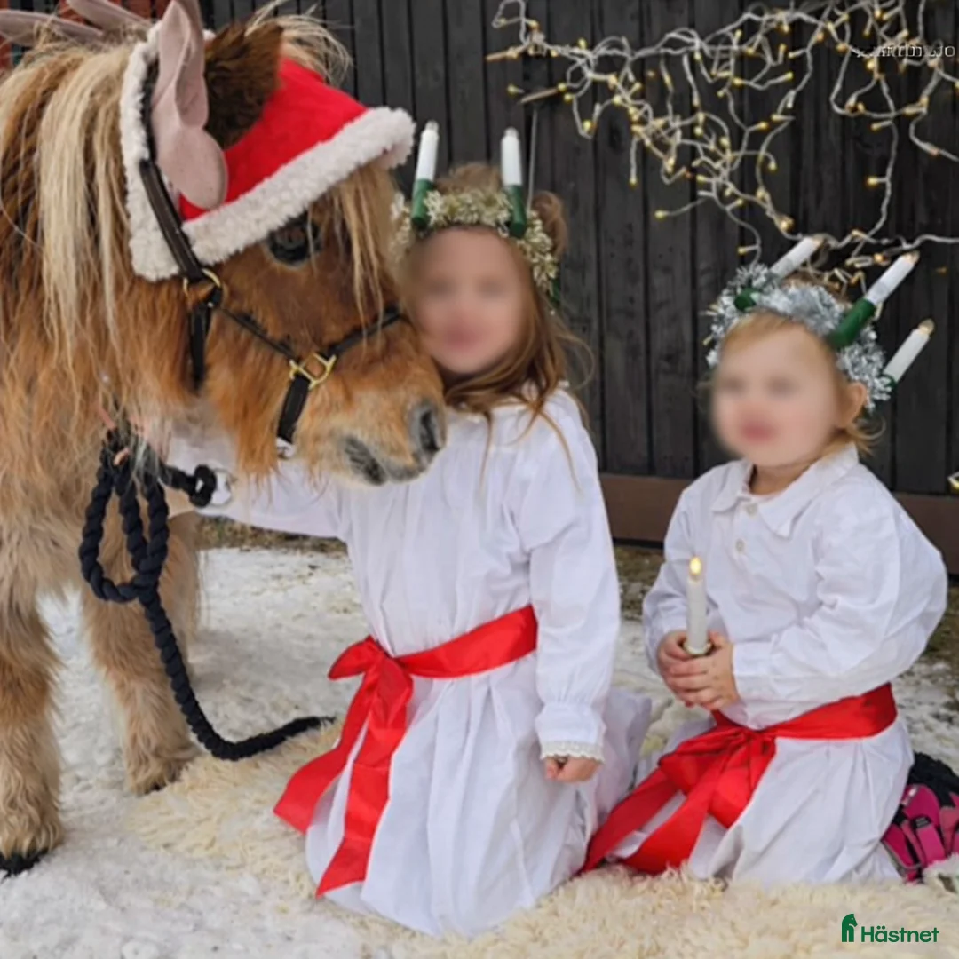 Allround hästar till salu: Valack – världens snällaste barnponny - Annons 5