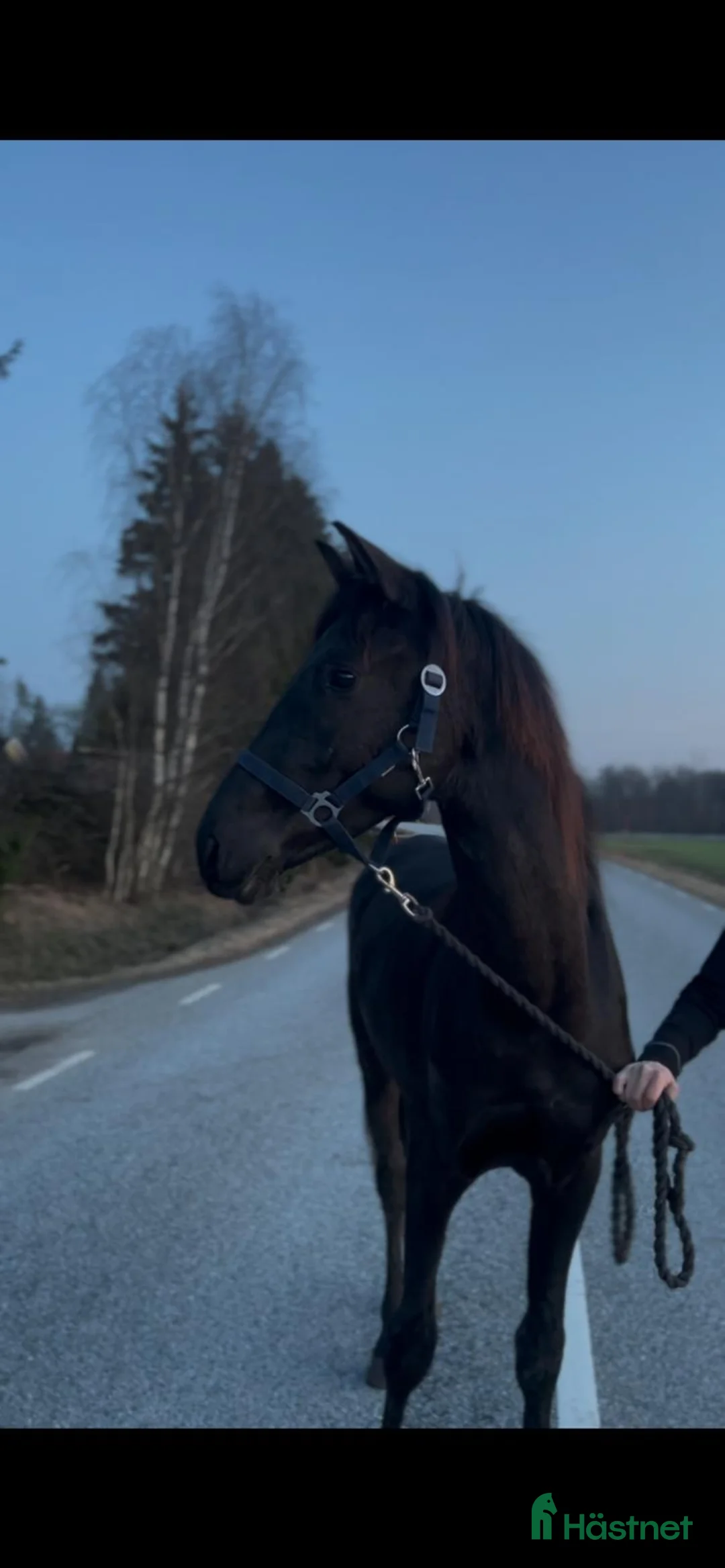 Dressyr hästar till salu: Vackra Svarten - Annons 1