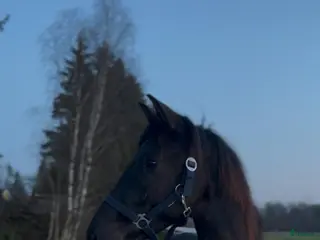 hästar Vackra Svarten - Annons 13