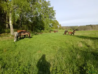 stallplats Unghingstbete mellan Flen och Malmköping - Annons 6