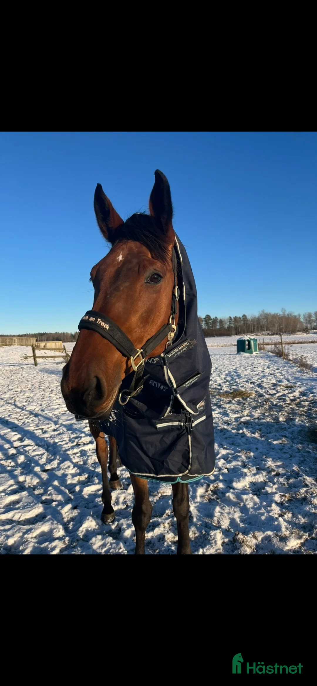 Allround hästar till salu: Stor och sportig 9 åring valack. - Annons 2