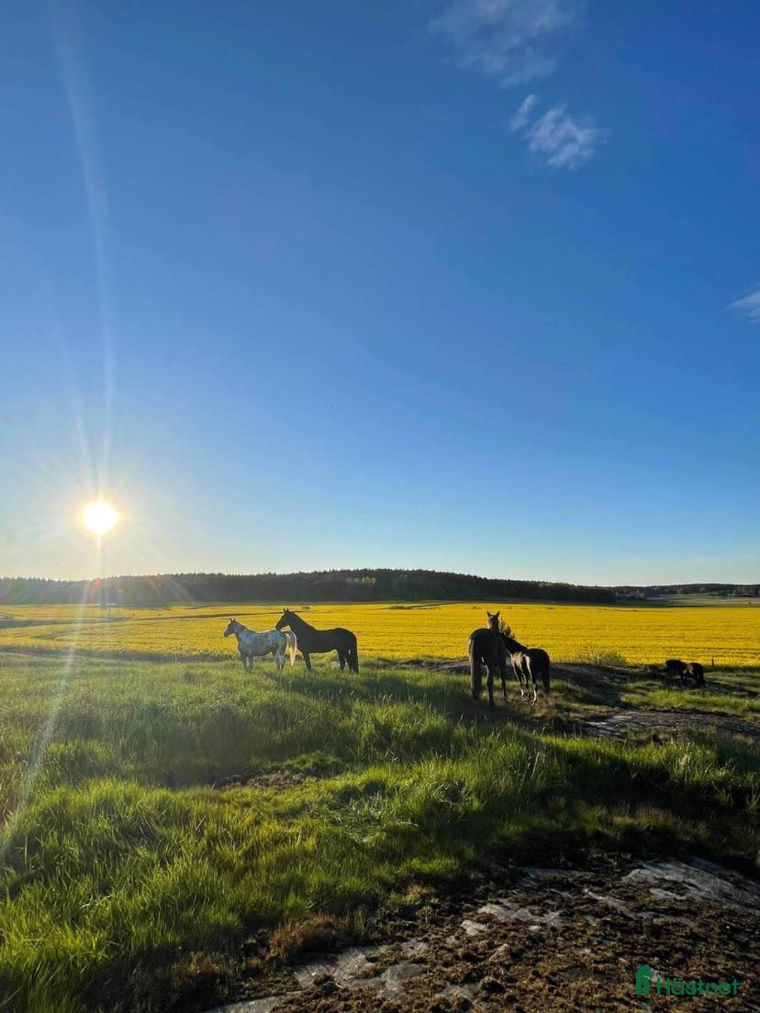 stallplats finnes: Stallplats Brottby  i Vallentuna - Annons 1