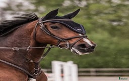 Allround hästar till salu: Bästa kompis/mor/dotter häst i Sundsvall - Bild 2