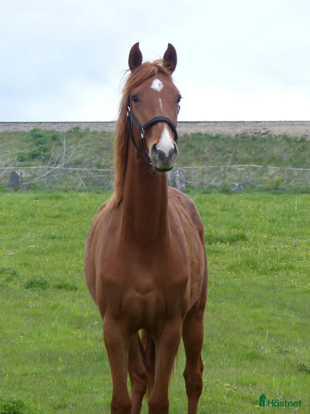 Dressyr hästar till salu: Lovande framtida dressyrämne i Sunne - Annons 2