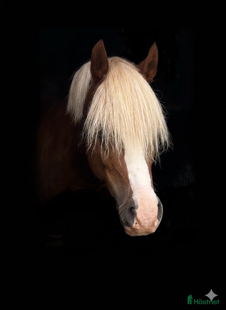  hästar Vacker och uttrycksfull fei-ponny  - Annons 4