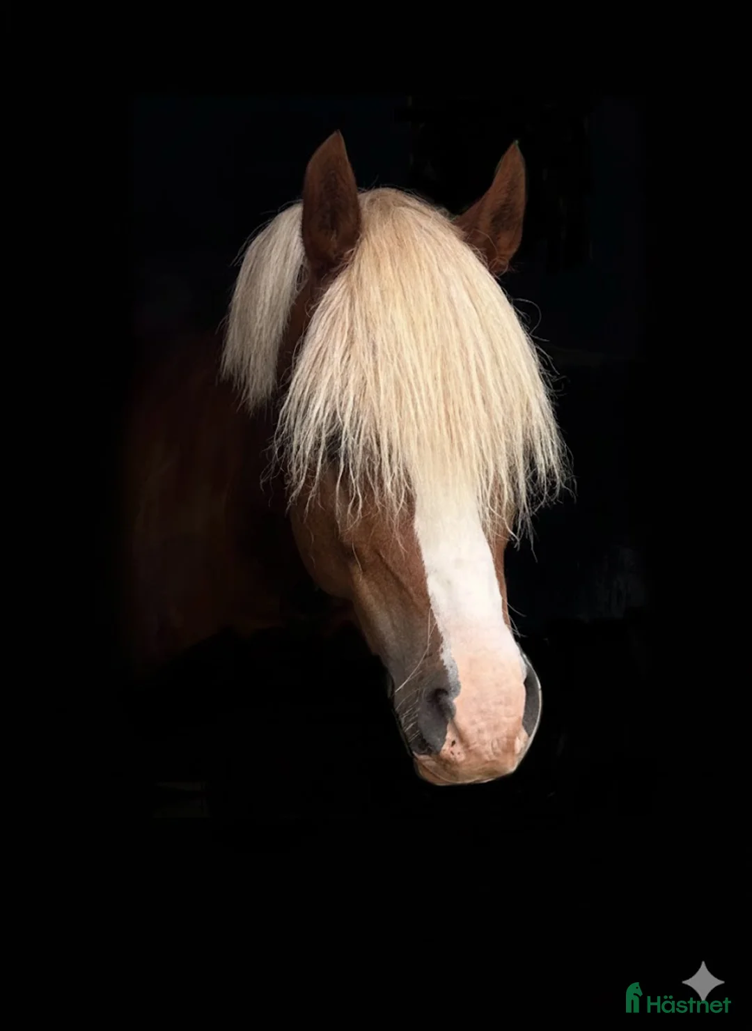 Dressyr hästar till salu: Vacker och uttrycksfull fei-ponny  - Annons 2