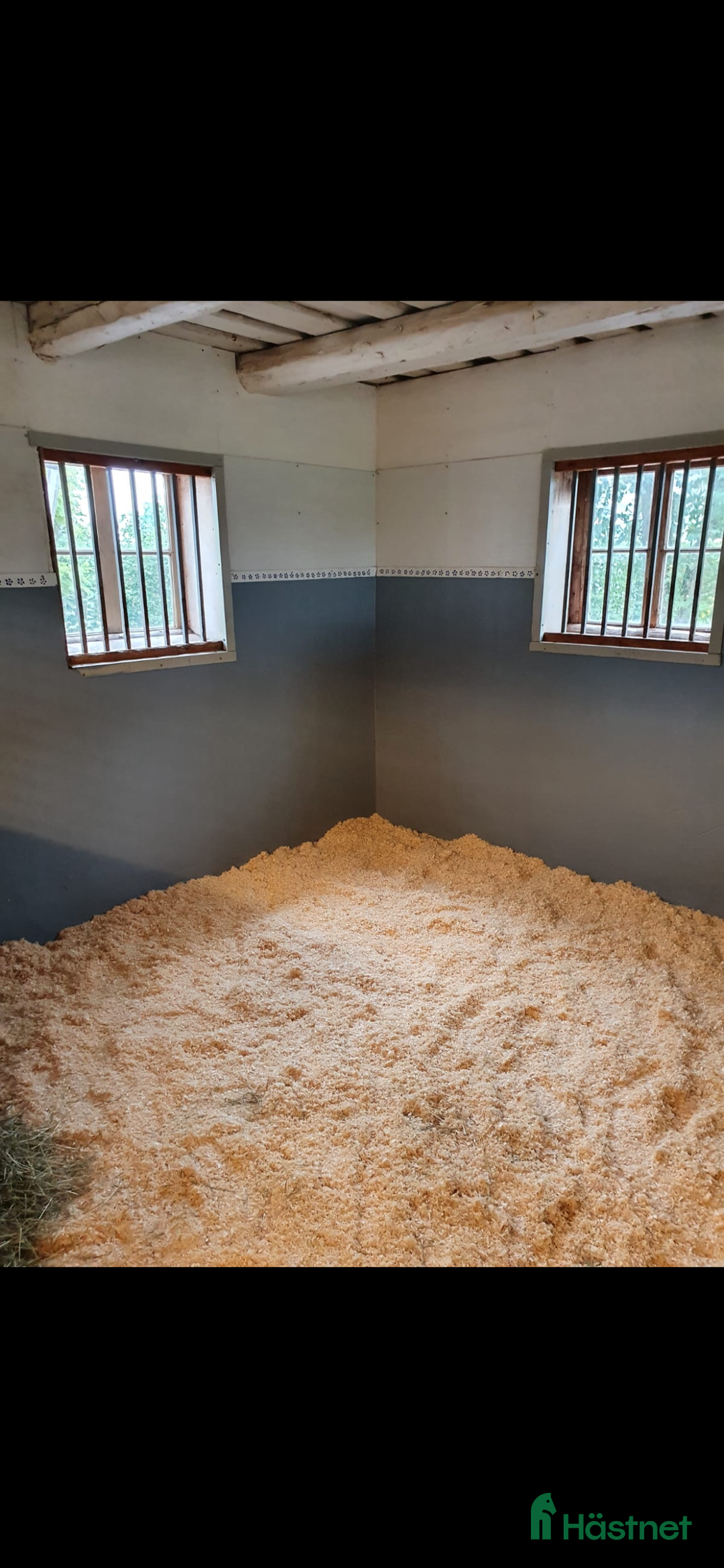 Hoppning hästar sökes: Hopphäst sökes - Annons 2