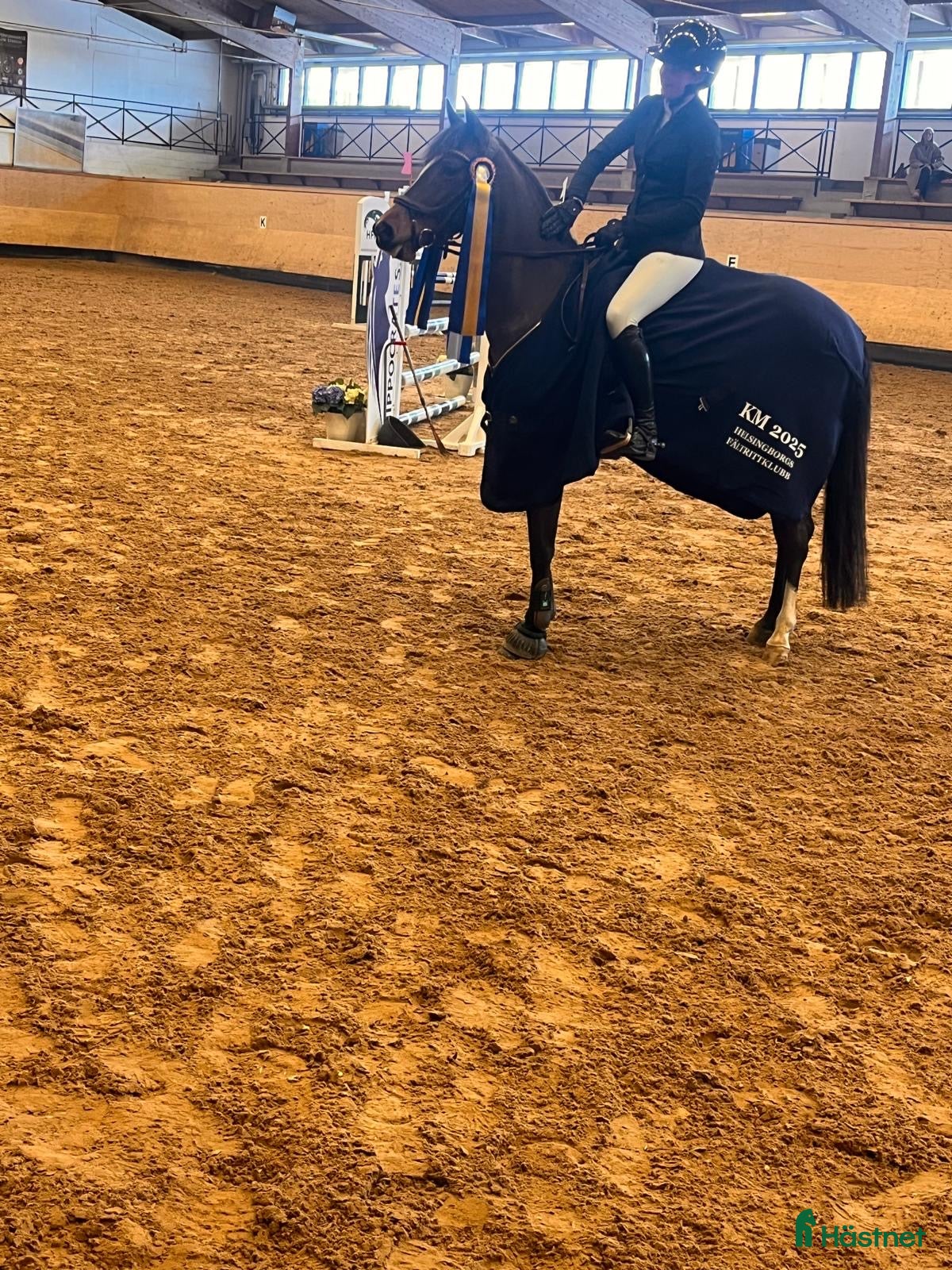 Hoppning hästar till salu: Sportponny med toppstam - Annons 1