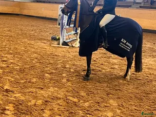 Hoppning hästar till salu: Sportponny med toppstam - Annons 1