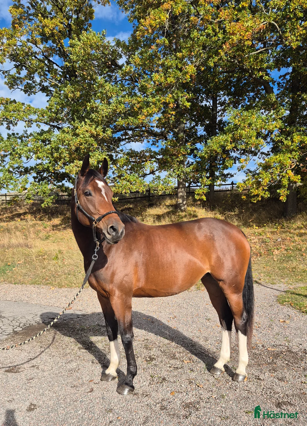 Hoppning hästar till salu: Talangfull 6-åring - Annons 2