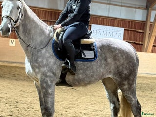 Allround hästar till salu: Trevlig allroundhäst även till verksamhet i Hjärtum - Annons 2