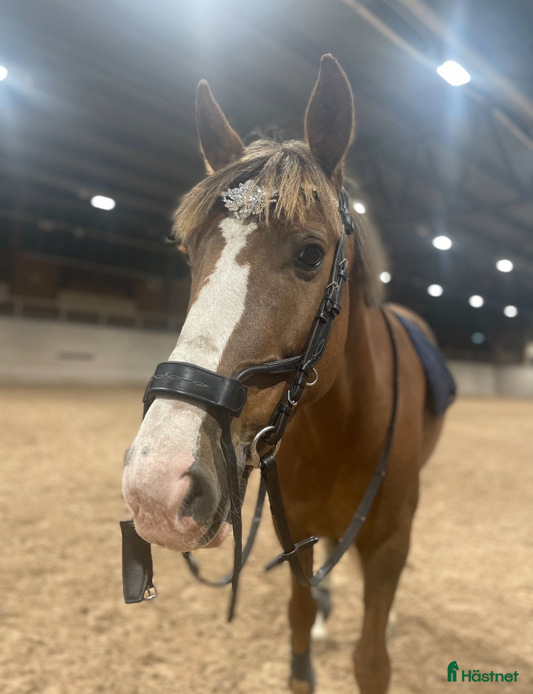 Träns hästutrustning till salu: Ps of Sweden highjump träns  i Luleå - Annons 4