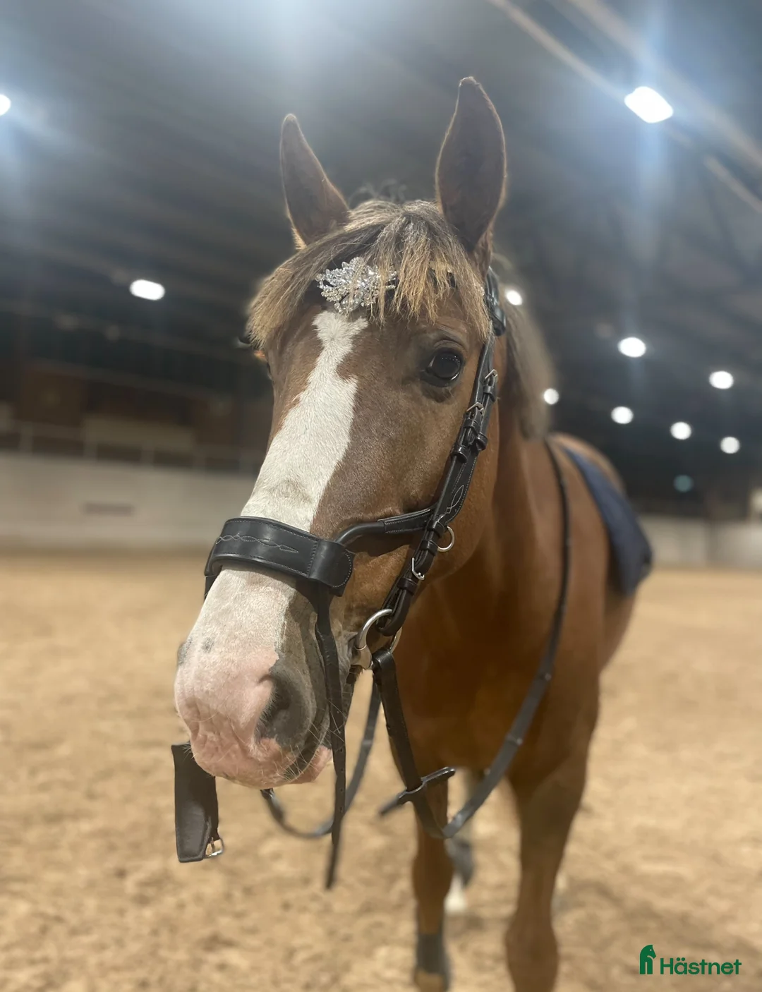 Träns hästutrustning till salu: Ps of Sweden highjump träns  i Luleå - Annons 4