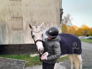 foderhäst Foderhäst sökes i Ystad - Annons 13