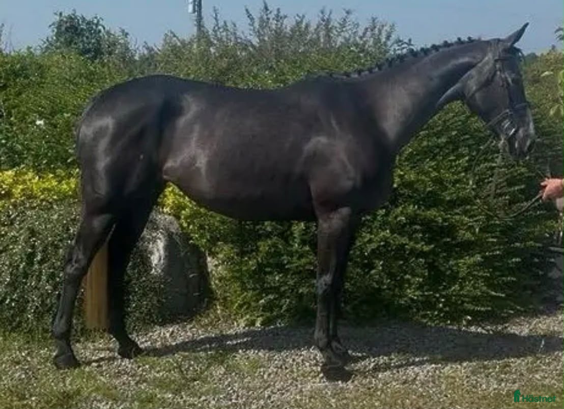 hästar D ponny med toppstam 🌟 - Annons 1