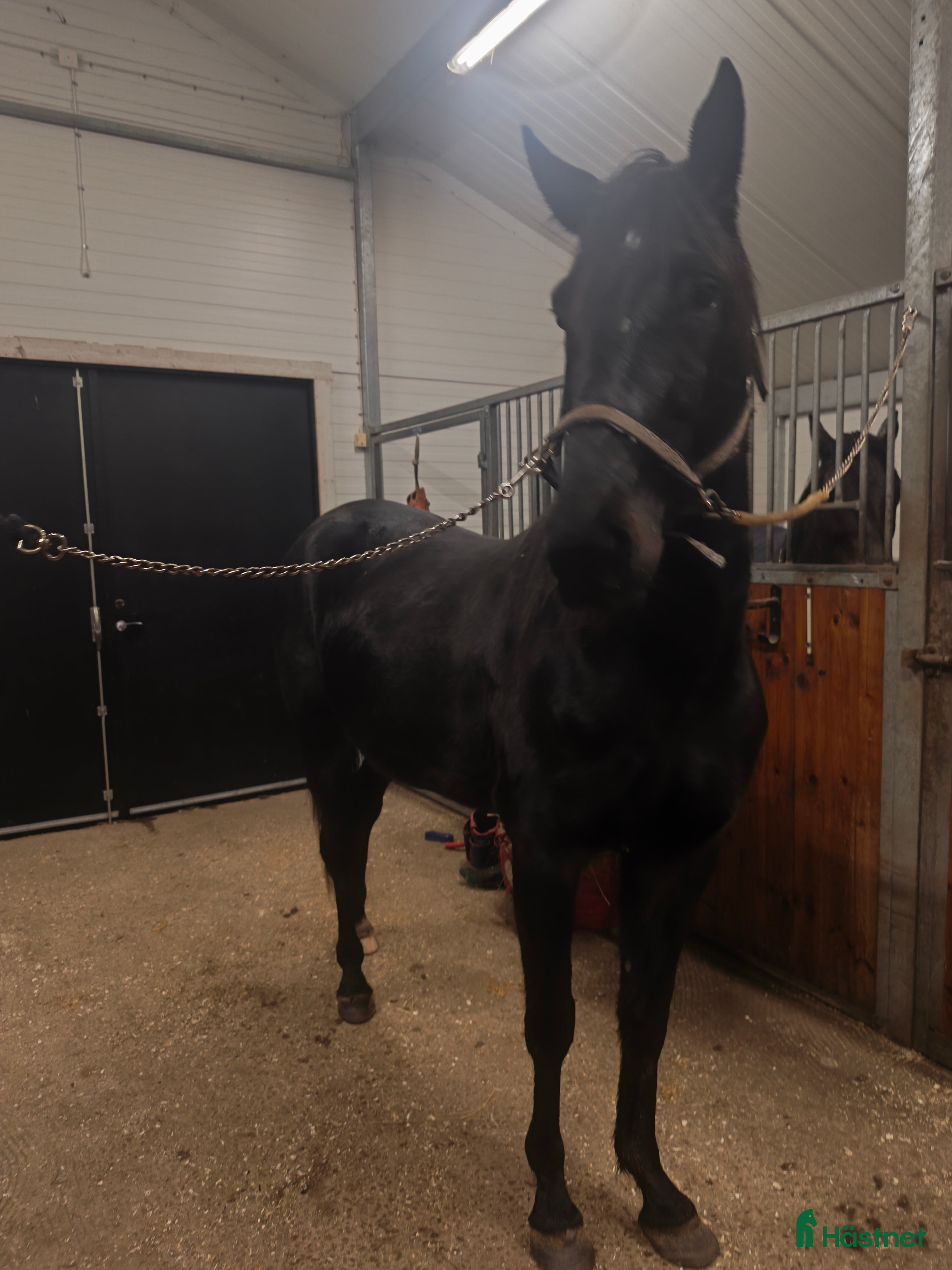 Allround hästar till salu: Ridhäst  i Sexdrega - Annons 1