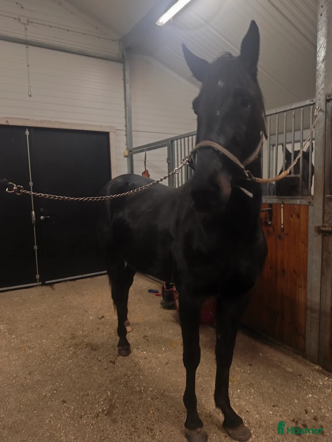 Allround hästar till salu: Ridhäst  i Sexdrega - Annons 1