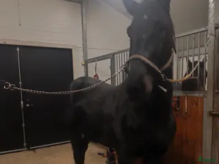 Allround hästar till salu: Ridhäst i Sexdrega - Annons 1