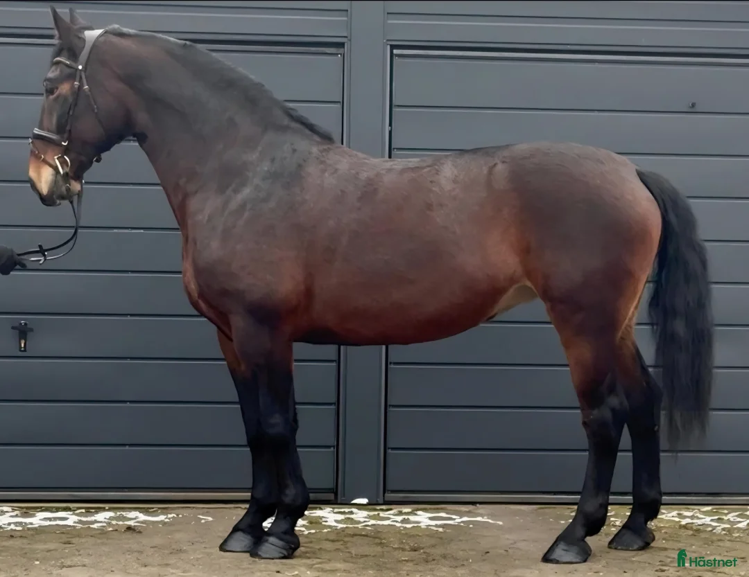 Allround hästar till salu: Gorgeous and lovely TOP Silesian  i Örsundsbro - Annons 10