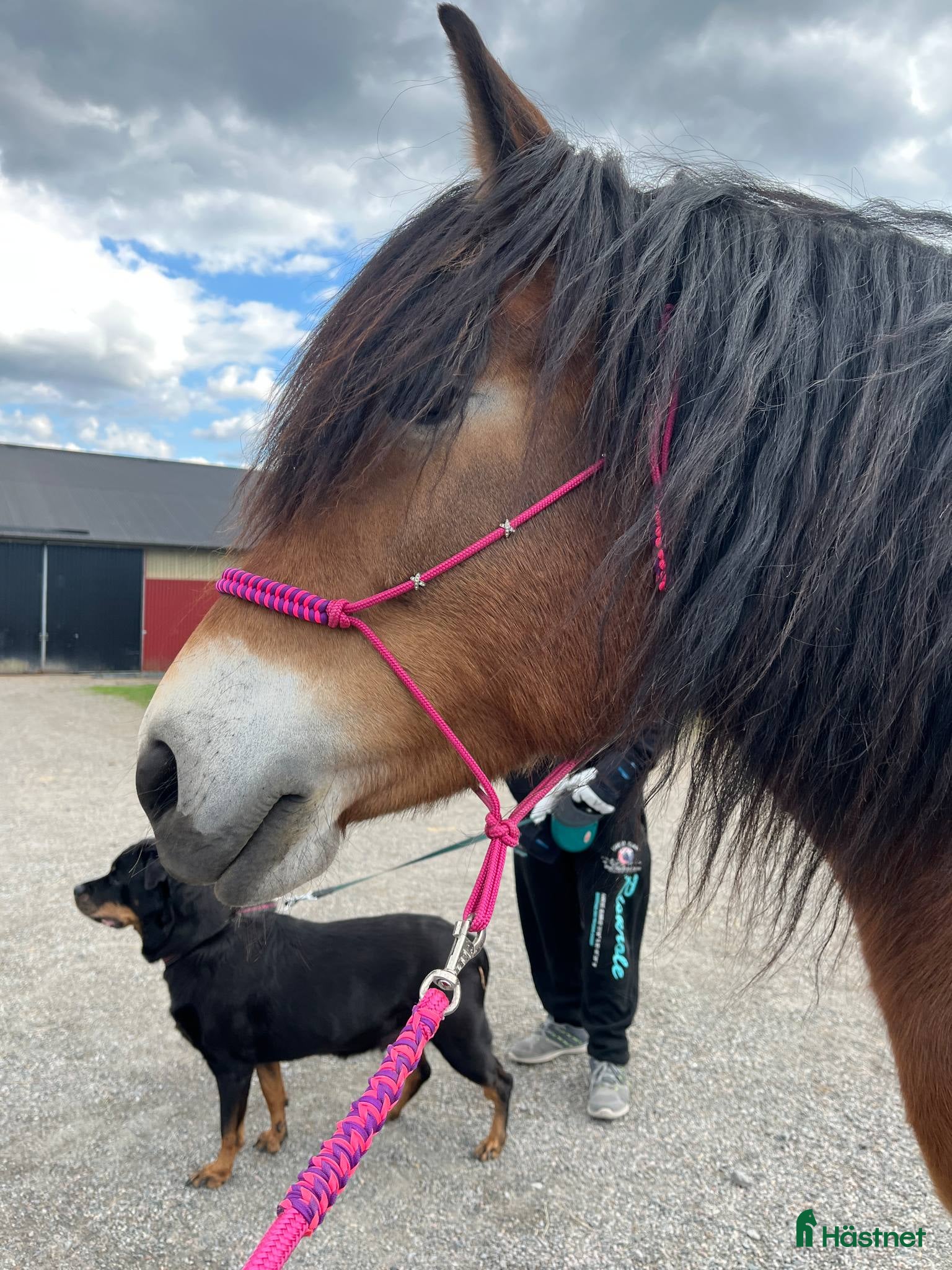  hästar Trevligt sto till salu - Annons 11