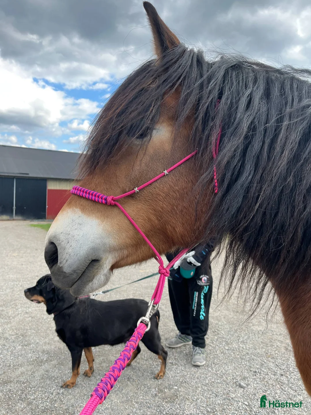 Allround hästar till salu: Trevligt sto till salu i Kopparberg - Annons 1