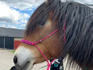 hästar Trevligt sto till salu - Annons 11