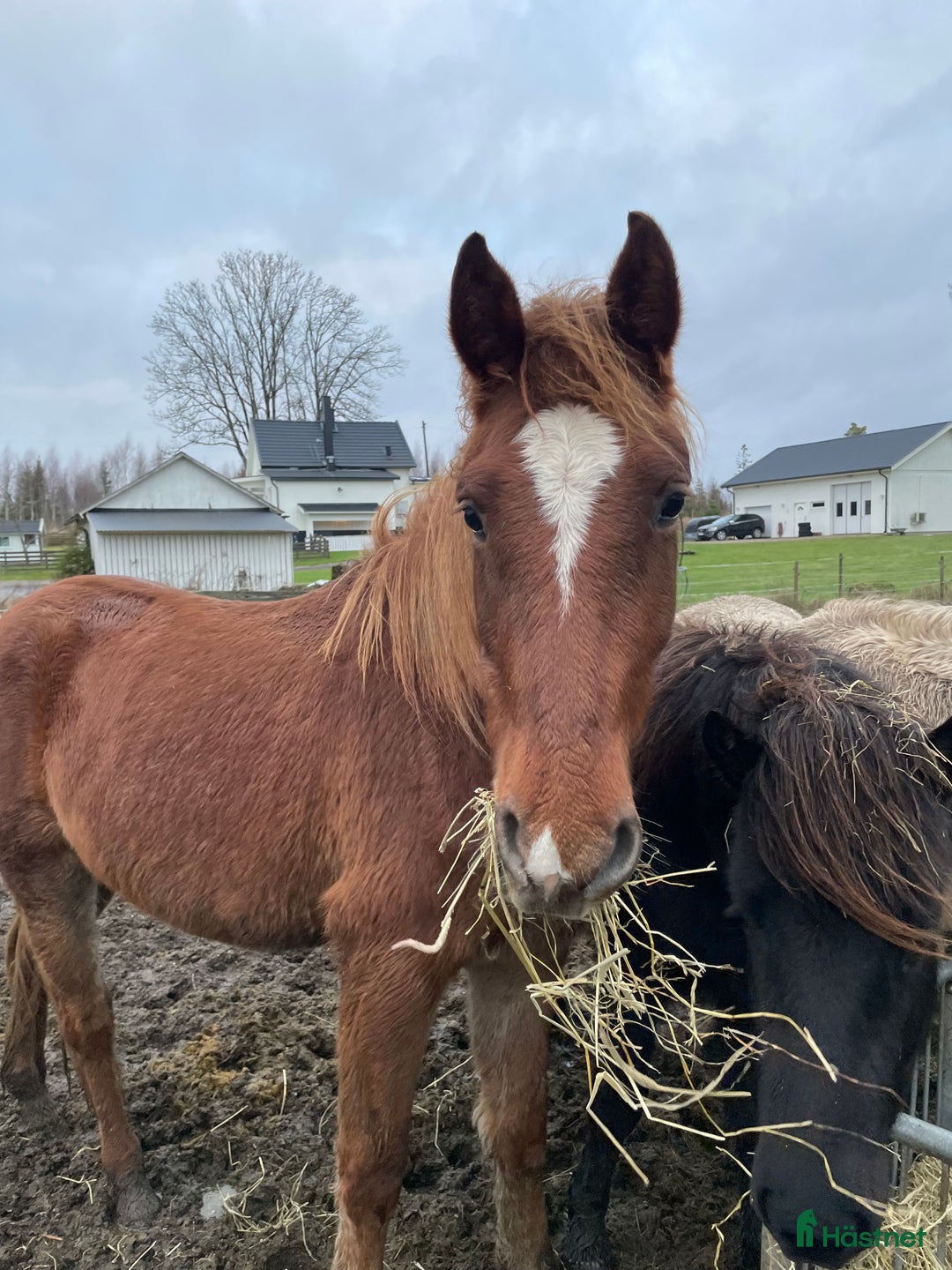 Allround hästar till salu: Inriden rocky mountain horse i Borås - Annons 5
