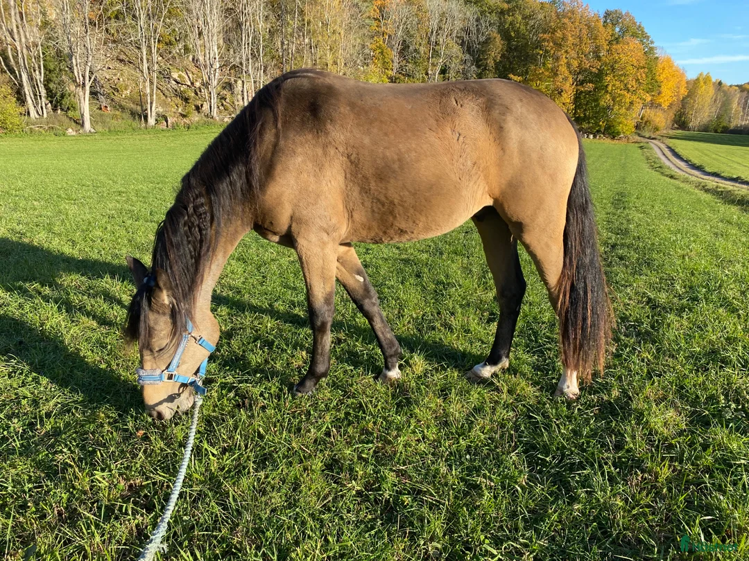 Allround hästar till salu: Den lilla hästen med det stora hjärtat!  - Annons 4