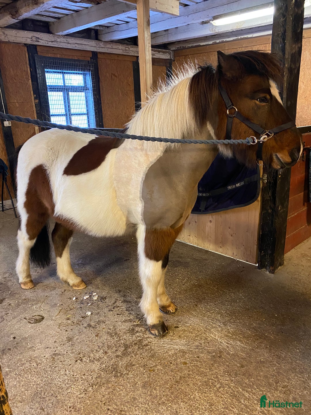 Island hästar till salu: Lúcas från Snararp -10-årig femgångare i Katrineholm - Annons 2