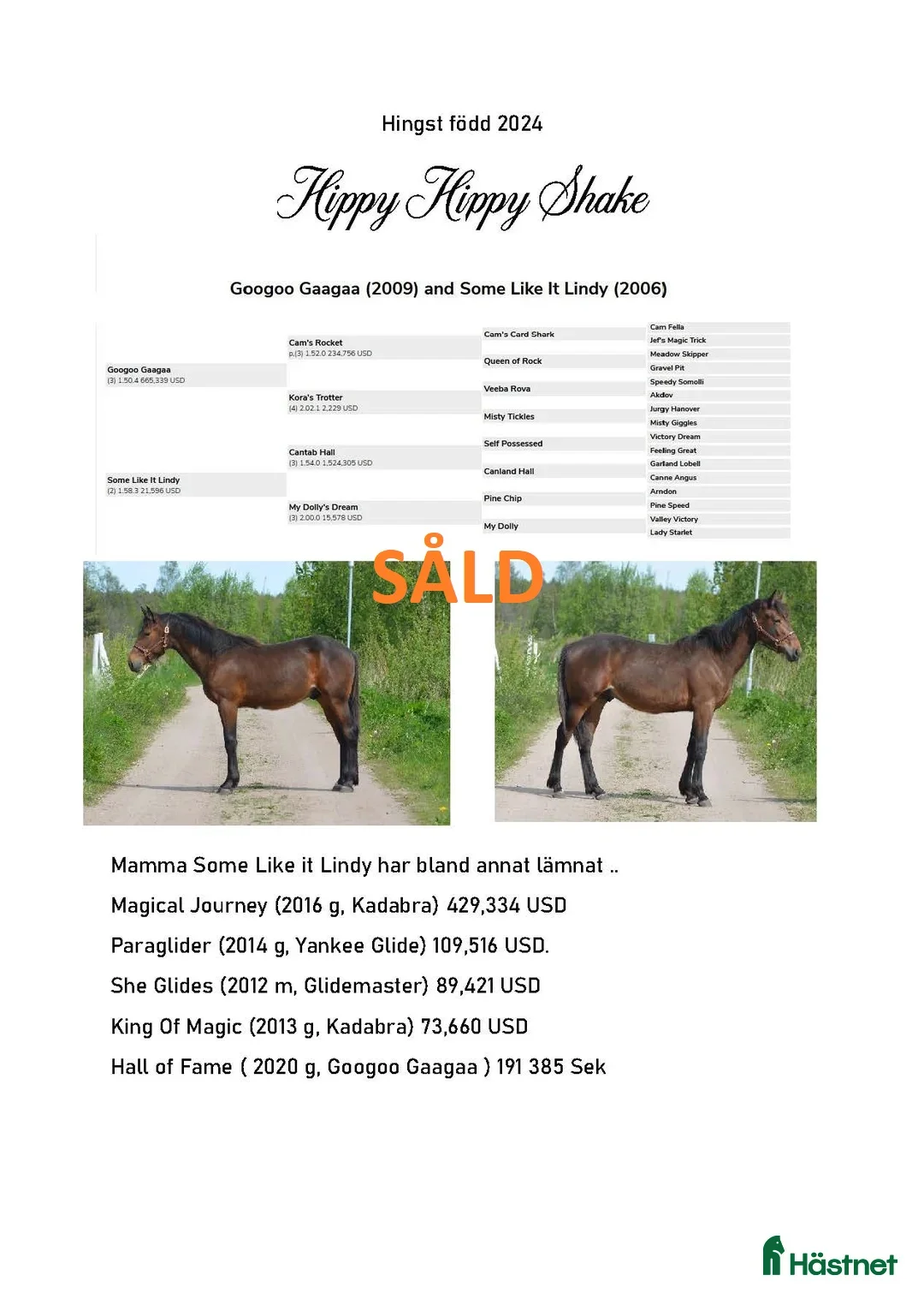 Trav hästar till salu: TOPP STAMMAD READLY EXPRESS PÅ CANTAB HALL SÄLJES - Annons 8