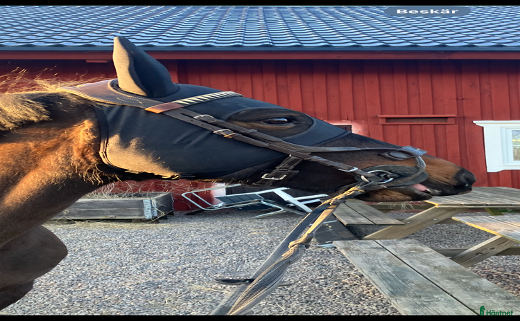 Träns hästutrustning till salu i Sjöbo - Annons 9