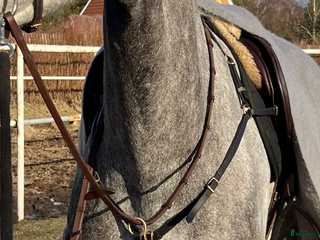 Övrig Hästutrustning hästutrustning till salu i Kållered - Annons 2