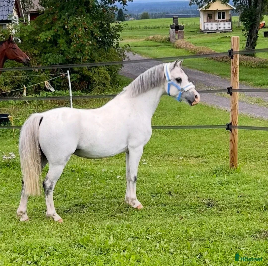 Allround hästar till salu: Magiskt vacker kille.  i Hammerdal - Annons 2