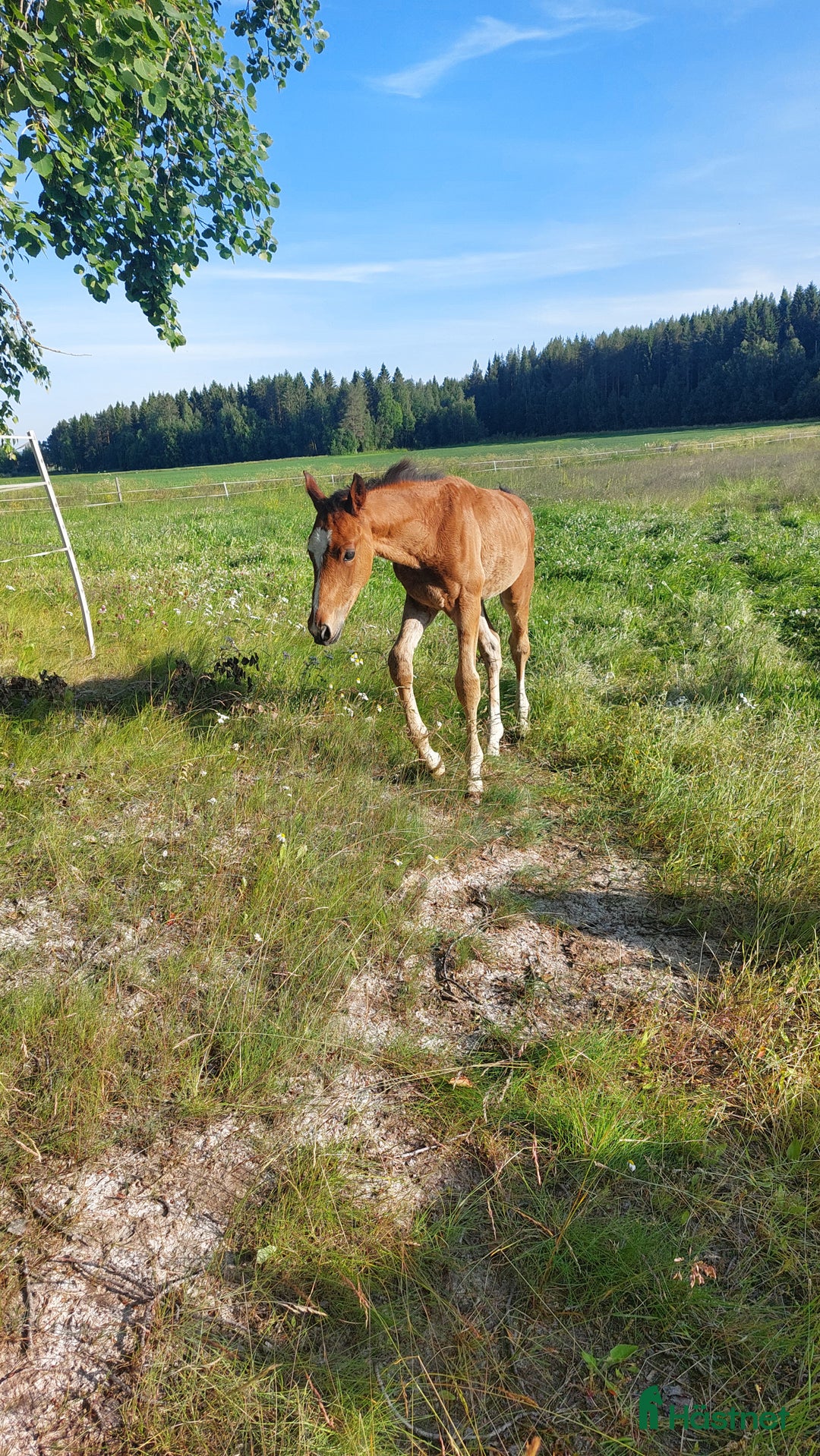Dressyr hästar till salu: Magiskt snäll fölunge i Kusmark - Annons 3
