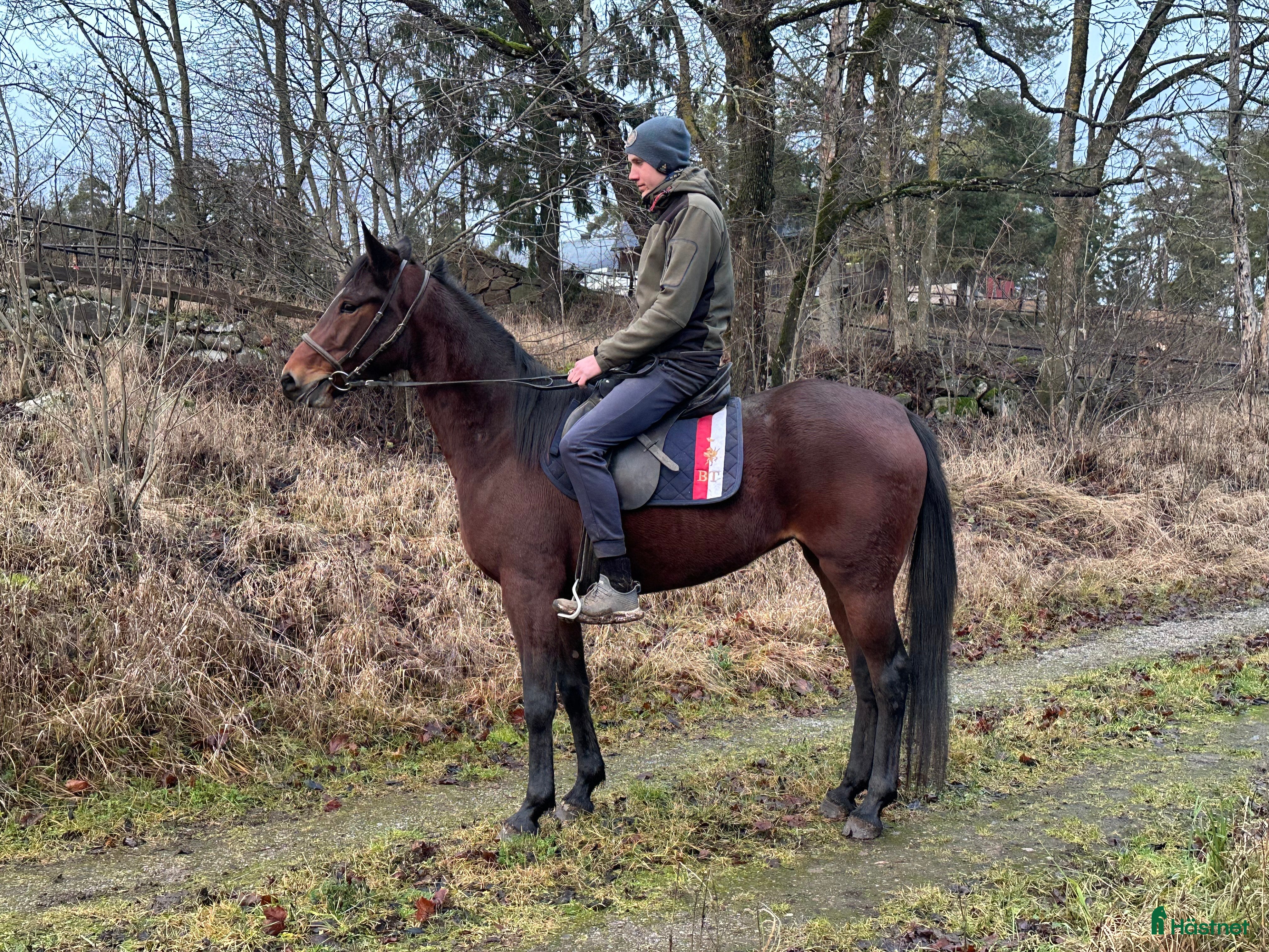  hästar En häst med hjärta söker sitt hem! i Bromma - Annons 3