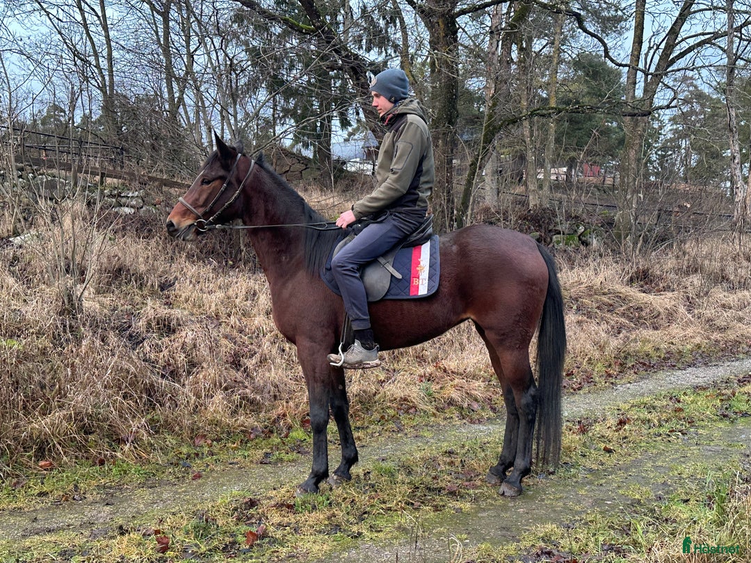 Sällskap hästar till salu: En häst med hjärta söker sitt hem! i Bromma - Annons 1