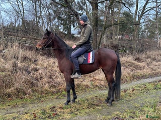 hästar En häst med hjärta söker sitt hem! i Bromma - Annons 15