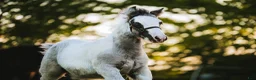Allround hästar till salu: Fantastisk Irish cob hingstföl  - Annons 9