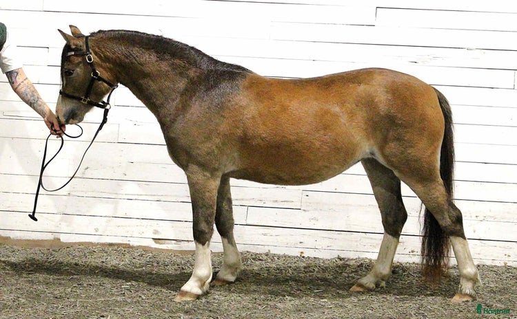  hästar i Varnhem - Annons 2