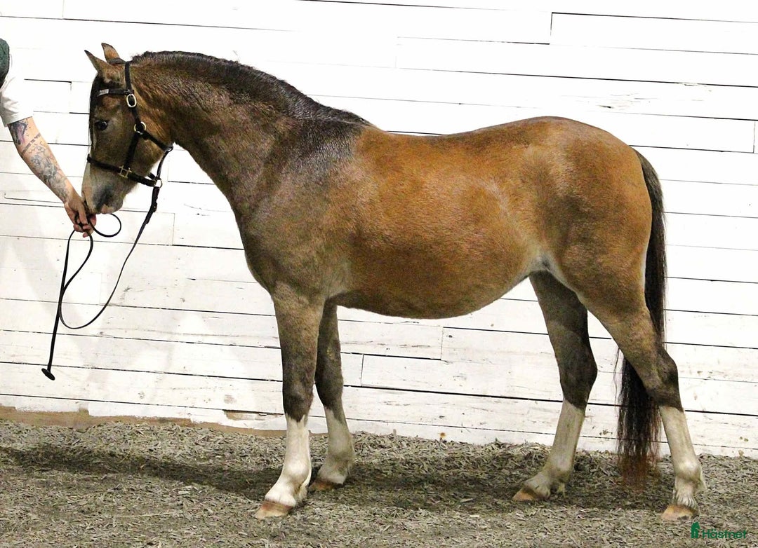 Allround hästar till salu: Trevligt welsh sto i Varnhem - Annons 1