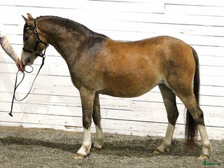 hästar i Varnhem - Annons 9